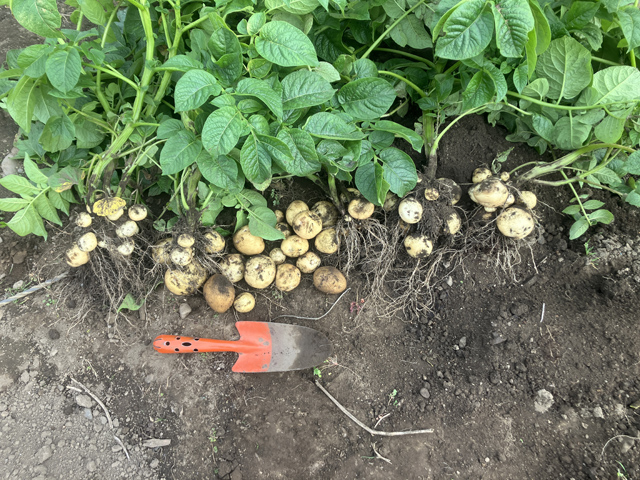 ジャガイモ収穫