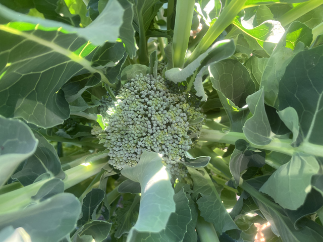 ブロッコリーの苗