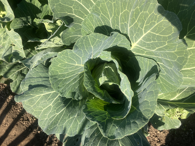 キャベツの苗