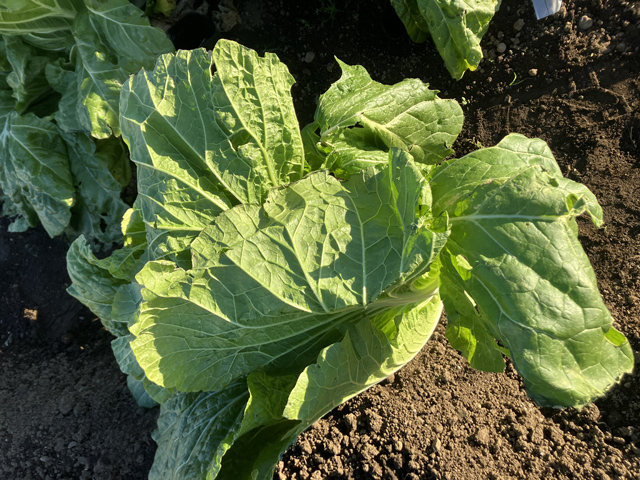 収獲した白菜