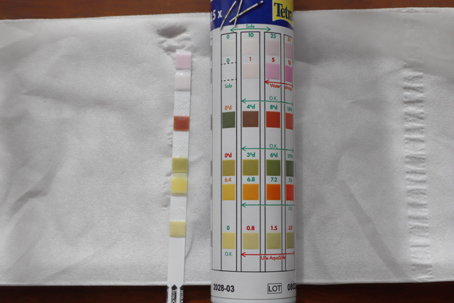 水槽検査薬の結果