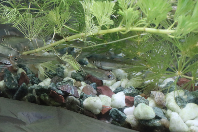 水槽の川魚