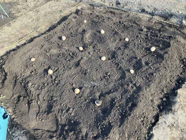 ジャガイモ植え付け